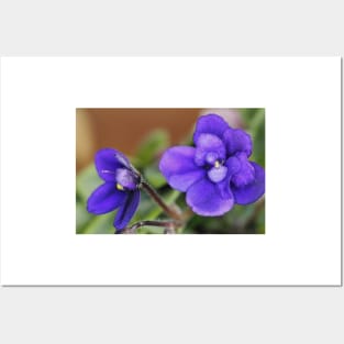 Miniature African Violet Posters and Art